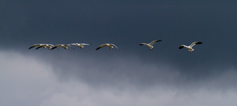 Snow Geese In Flight